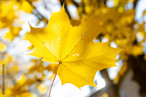 yellow maple leaf on autumn yellow sunny background