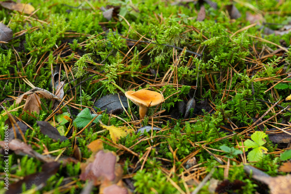 autumn orange mushroom growing in moss in forest autumn orange mushroom growing in moss in forest