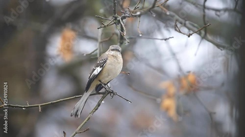 Wet one northern mockingbird bird sitting perched on oak tree branch during winter with bokeh background and spring rain on rainy day in Virginia and water drops flying away
