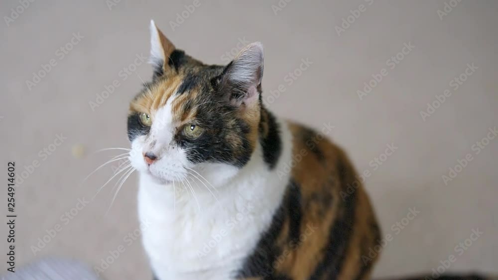 Hungry calico cat friendly blinking asking for food looking cute adorable cute big eyes closeup of face on carpet floor Hungry calico cat friendly blinking asking for food looking cute adorable cute big eyes closeup of face on carpet floor