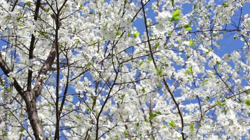 Beautiful sunny nature background of white blooming trees growing outside isolated on blue sky texture. Real time full hd video footage. Beautiful sunny nature background of white blooming trees growing outside isolated on blue sky texture. Real time full hd video footage.