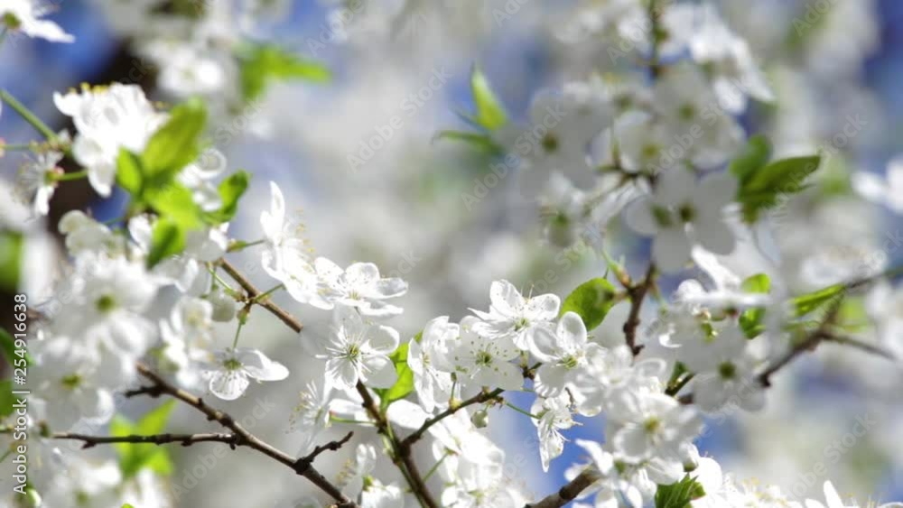 Beautiful sunny nature background of white blooming trees growing outside isolated on blue sky texture. Real time full hd video footage. Beautiful sunny nature background of white blooming trees growing outside isolated on blue sky texture. Real time full hd video footage.