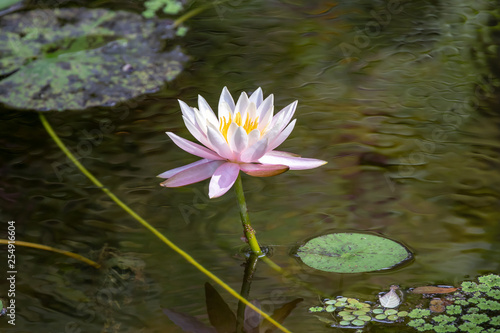 pink water lily in pond