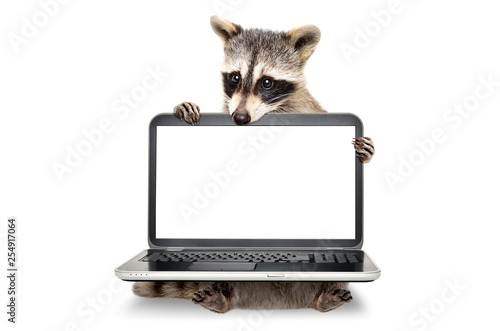 Portrait of a  cute raccoon sitting with laptop isolated on white background photo