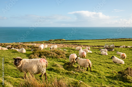 Fotografía Irish Sheep by the sea in Beara Peninsula, Ireland