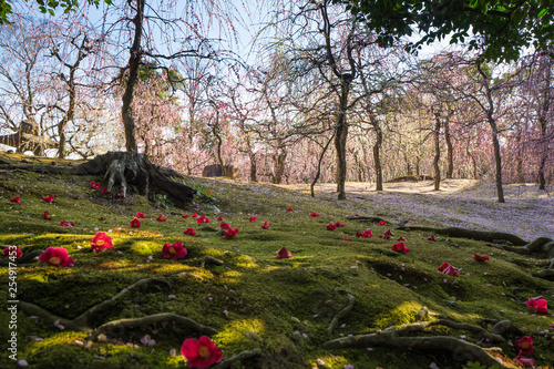 しだれ梅 椿 城南宮　Jonangu  Weeping plum　camellia photo