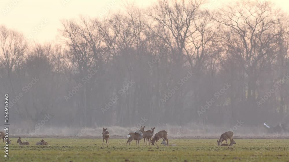 Beautiful roe deers, european nature in warm, spring light. Beautiful roe deers, european nature in warm, spring light.