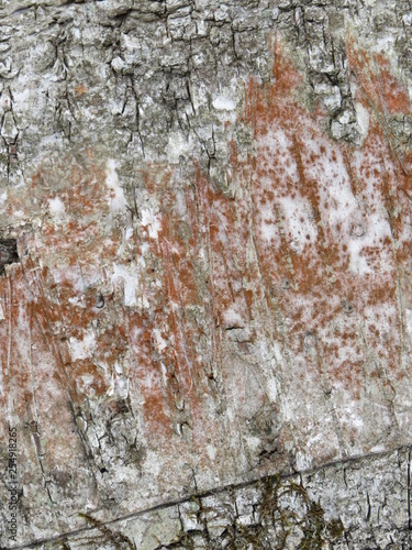 Winter. Bryansk forest. (The Vast Russia! Sergey, Bryansk.)