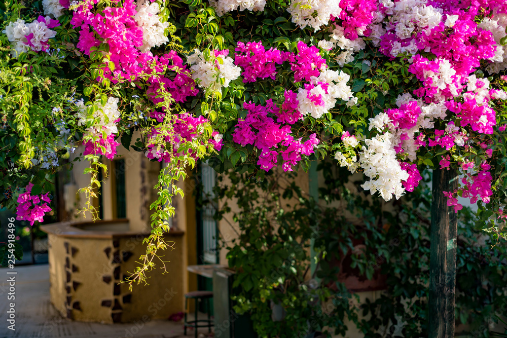 Branches of beautiful pink and white bougainvillea flowers in a mediterranean environment Branches of beautiful pink and white bougainvillea flowers in a mediterranean environment