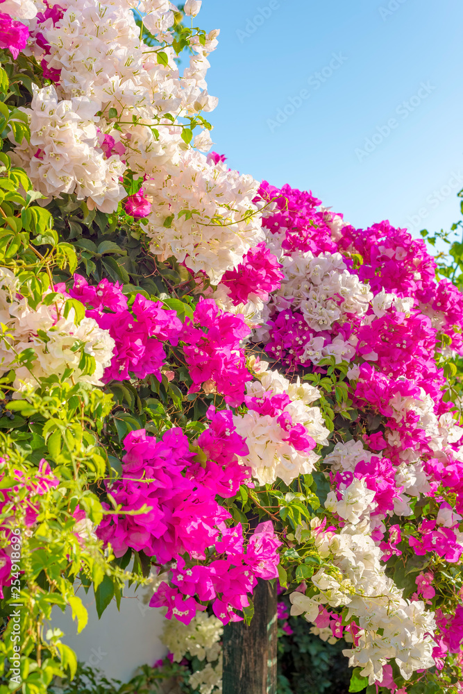Obraz premium Beautiful big bougainvilleas branches full with pink and white blooming flowers against a nice blue gradient sky background.