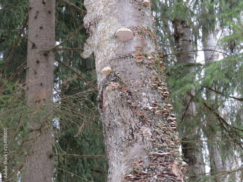 Winter. Bryansk forest. (The Vast Russia! Sergey, Bryansk.)