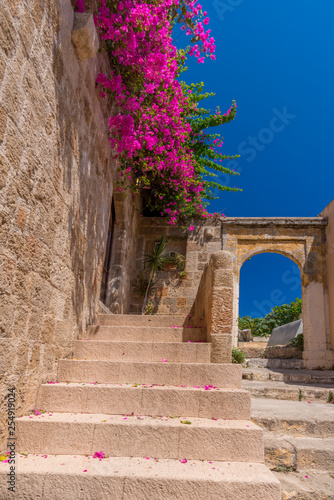 Pink blooming bougainvilleas bush on an old Mediterranean city wall  with ancient stairs and arches  against a vibrant blue sky