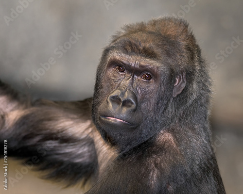 Adult female western lowland gorilla closeup portrait