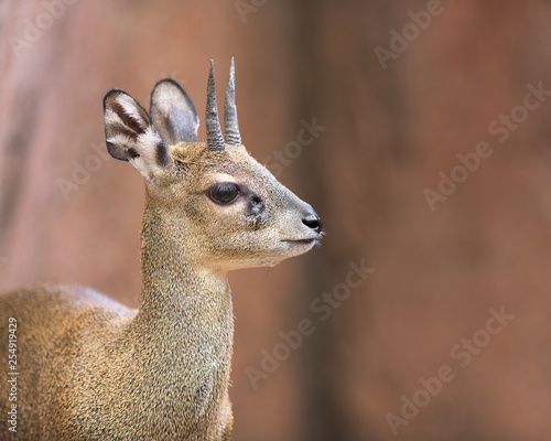 Klipspringer (small antelope) portrait photo