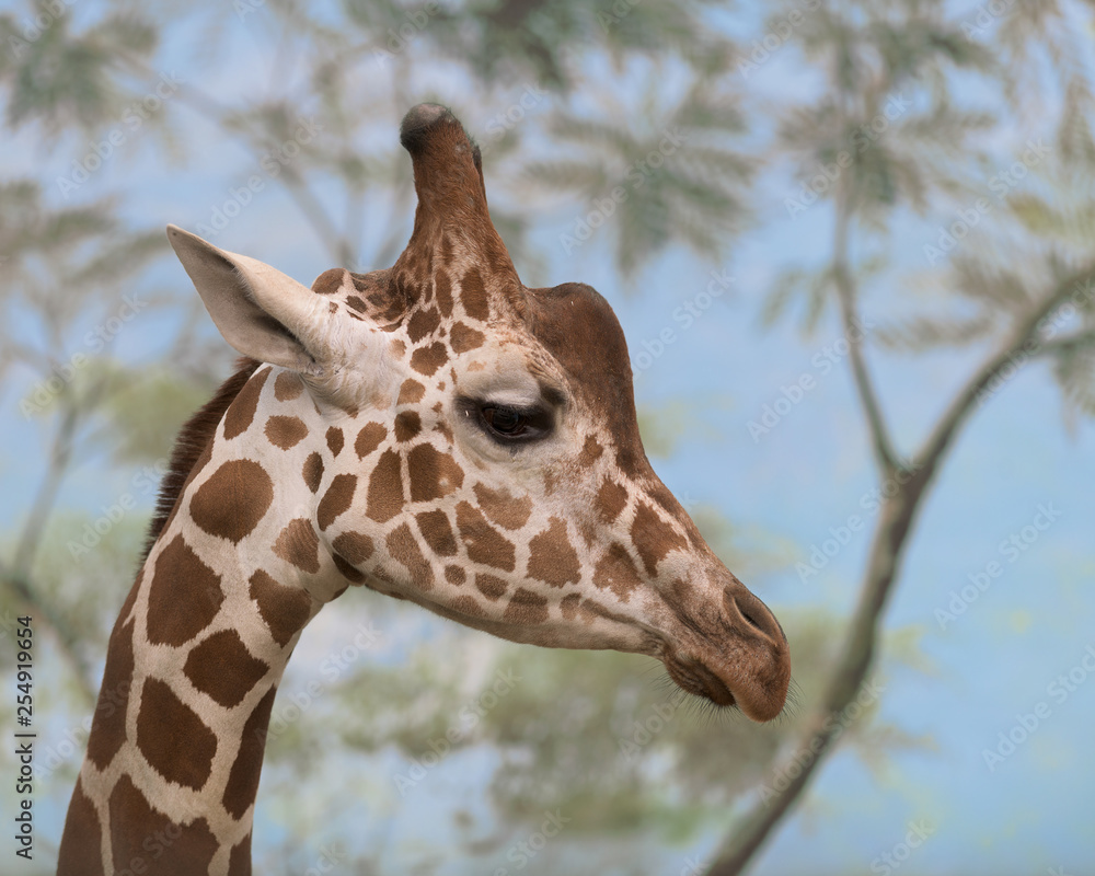 Closeup profile of the head of a giraffe against sky Closeup profile of the head of a giraffe against sky