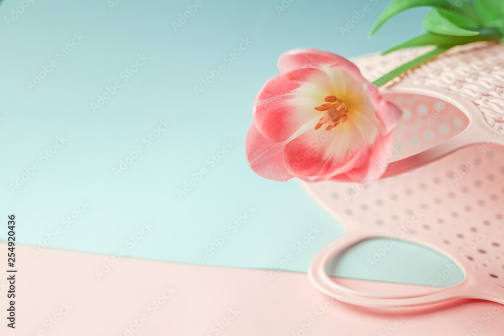 Beautiful pink tulip, on a colored background, with a pink bag, decoration in daylight Beautiful pink tulip, on a colored background, with a pink bag, decoration in daylight