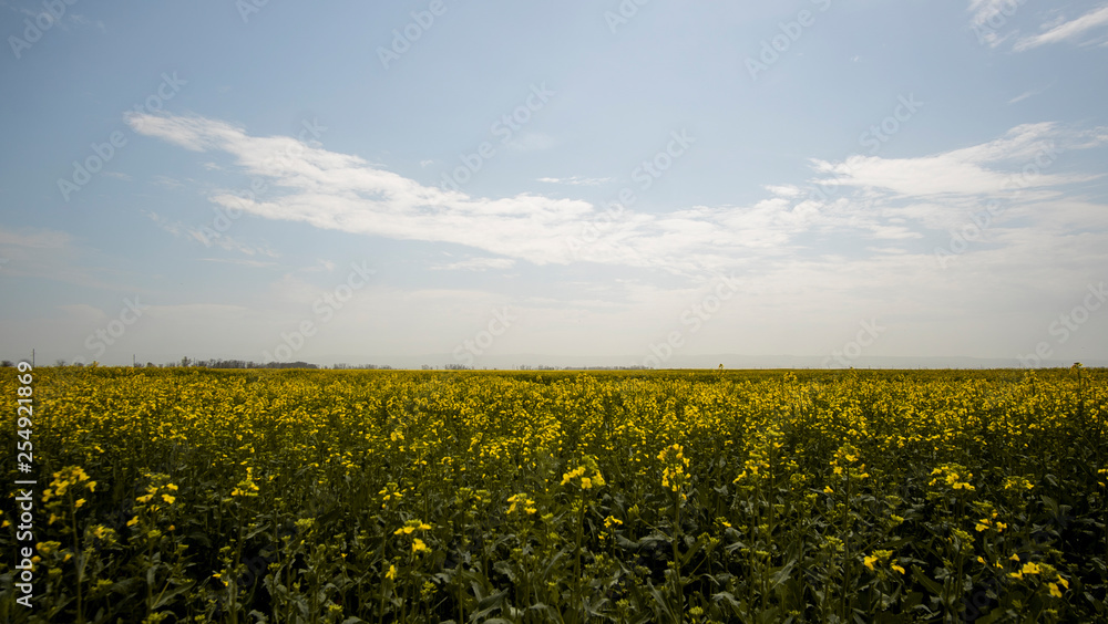 field of sunflowers and blue sky