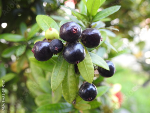  berries of Ixora coccinea (also known as jungle geranium)