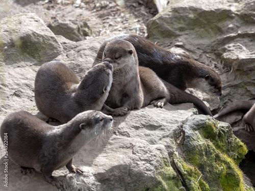 Oriental small-clawed otter, Amblonyx cinerea, are very playful