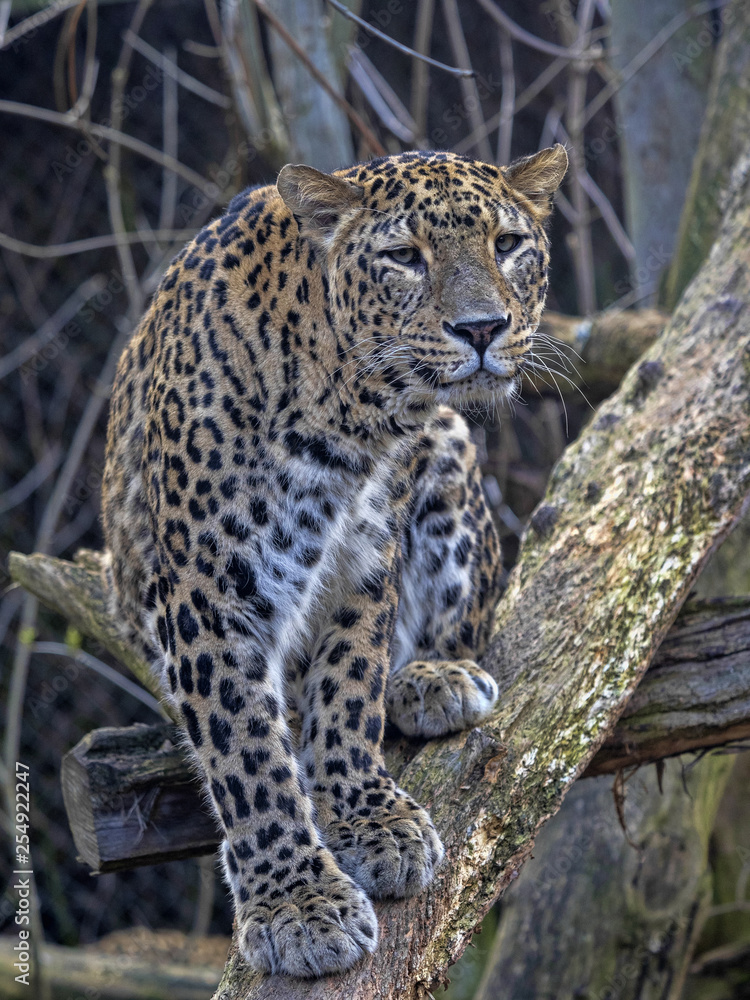 Persian Leopard male, Panthera pardus saxicolor, sitting on a branch Persian Leopard male, Panthera pardus saxicolor, sitting on a branch