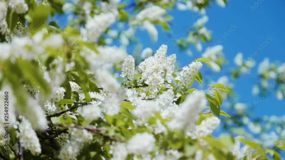 Beautiful spring nature background. Real time full hd video footage. Beautiful spring nature background. Real time full hd video footage.