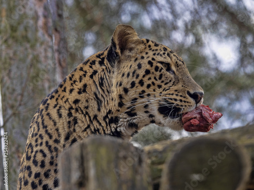 Persian Leopard male  Panthera pardus saxicolor  with a piece of goat prey