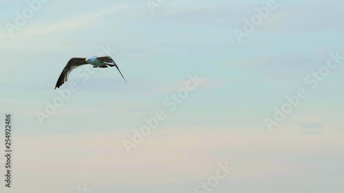 An adult seagull with huge white and black wings flies high on the background of blue sky. Close-up. Aerial view.