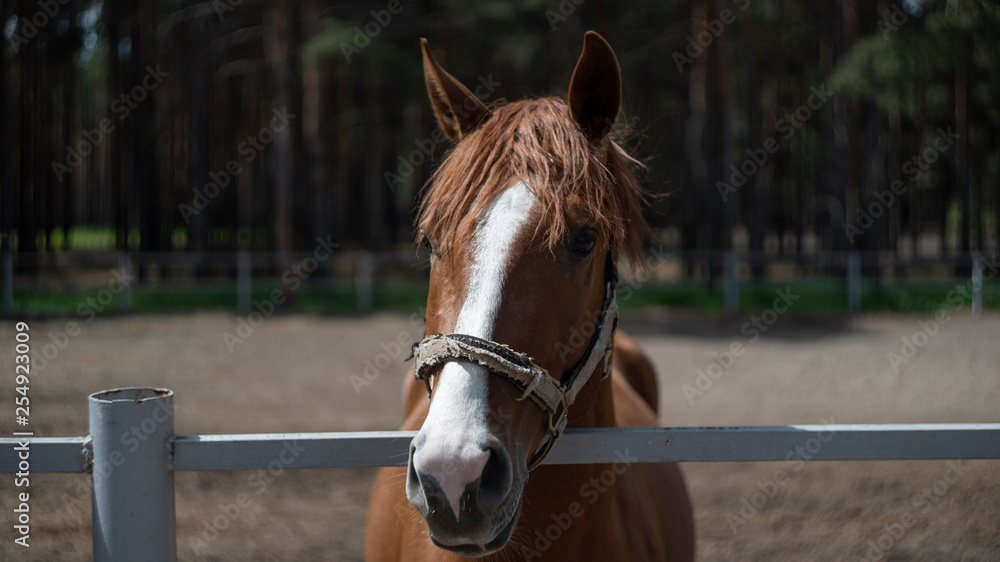 Fototapeta premium portrait of a horse