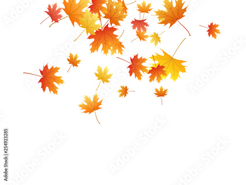 Maple leaves vector background  autumn foliage on white graphic design.