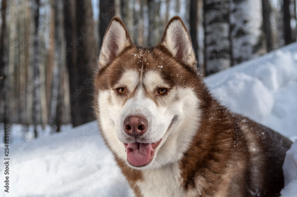 Siberian husky dog portrait on winter snowy background. Front view.