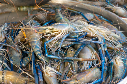 Fresh shrimp at seafood market, Thailand