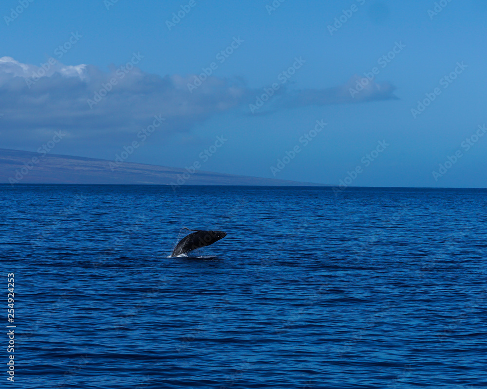 Fototapeta premium Baby Humpback whale happily breaching and jumping out of the ocean on a beautiful sunny January day.