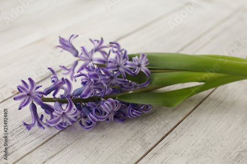 purple fragrant hyacinth on white background