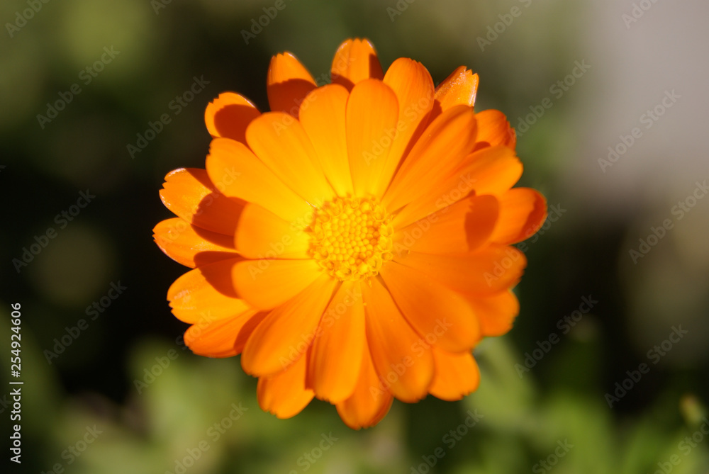 Orange Flower Orange Flower