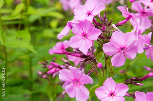 Pink flowers on a green field background closeup