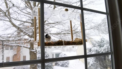 Closeup of chickadee bird sitting perched on plastic glass window feeder perch during snowy winter day eating sunflower seeds in Virginia
