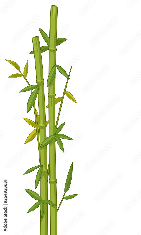 Fototapeta premium Bamboo vector illustration