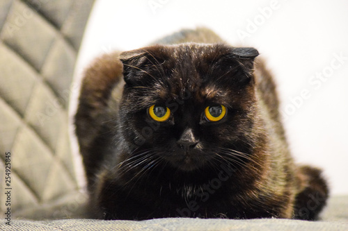 Black cat with yellow eyes resting on a chair