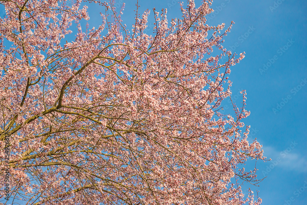 Beautiful blooming plum branch against the blue sky
