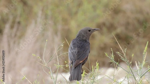 Tristram's grackle photo