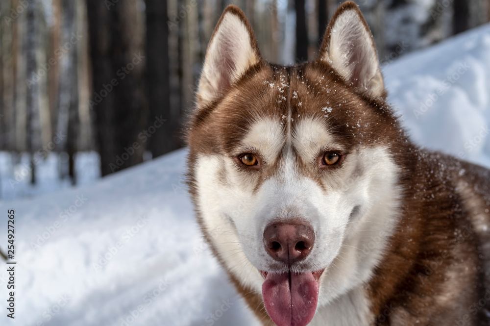 Siberian husky dog portrait on winter snowy background. Front view. Copy space.