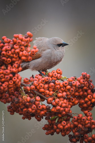Bay winged Cowbird over red fruits, Patagonia Argentina