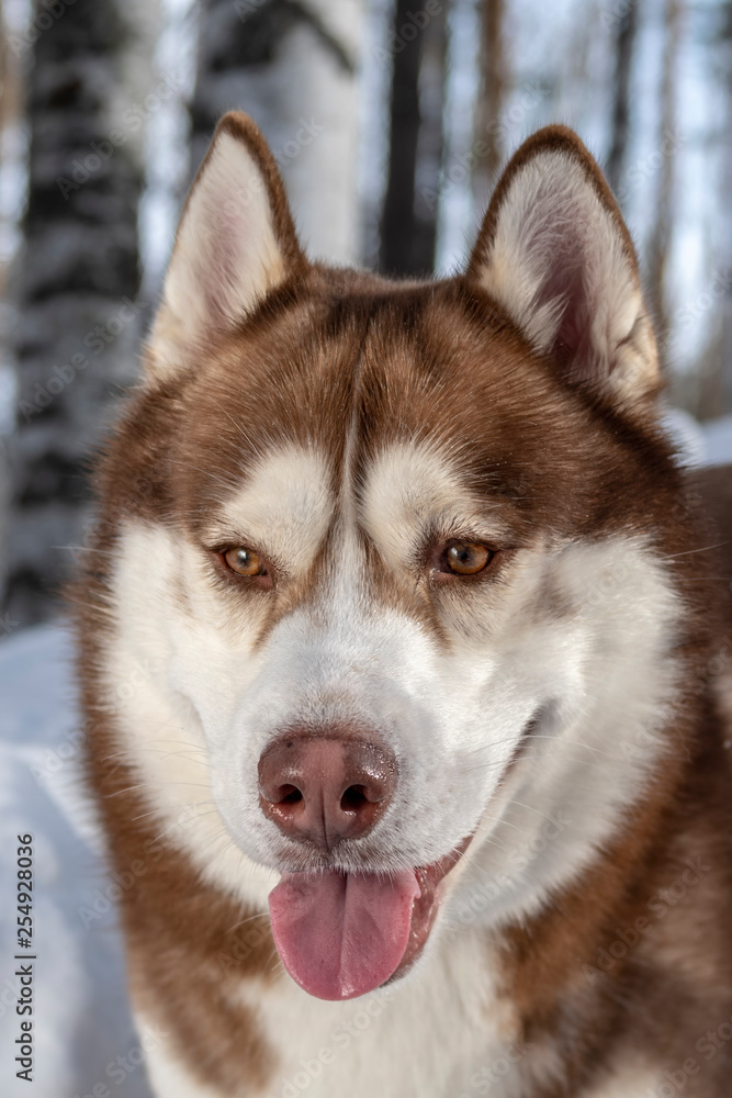 Husky dog portrait with tongue stuck out Husky dog portrait with tongue stuck out