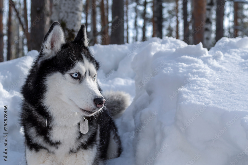 Siberian husky dog portrait on winter snowy forest background. Copy space.