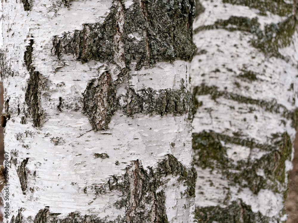 Obraz premium birch tree trunk with a knot and white bark.