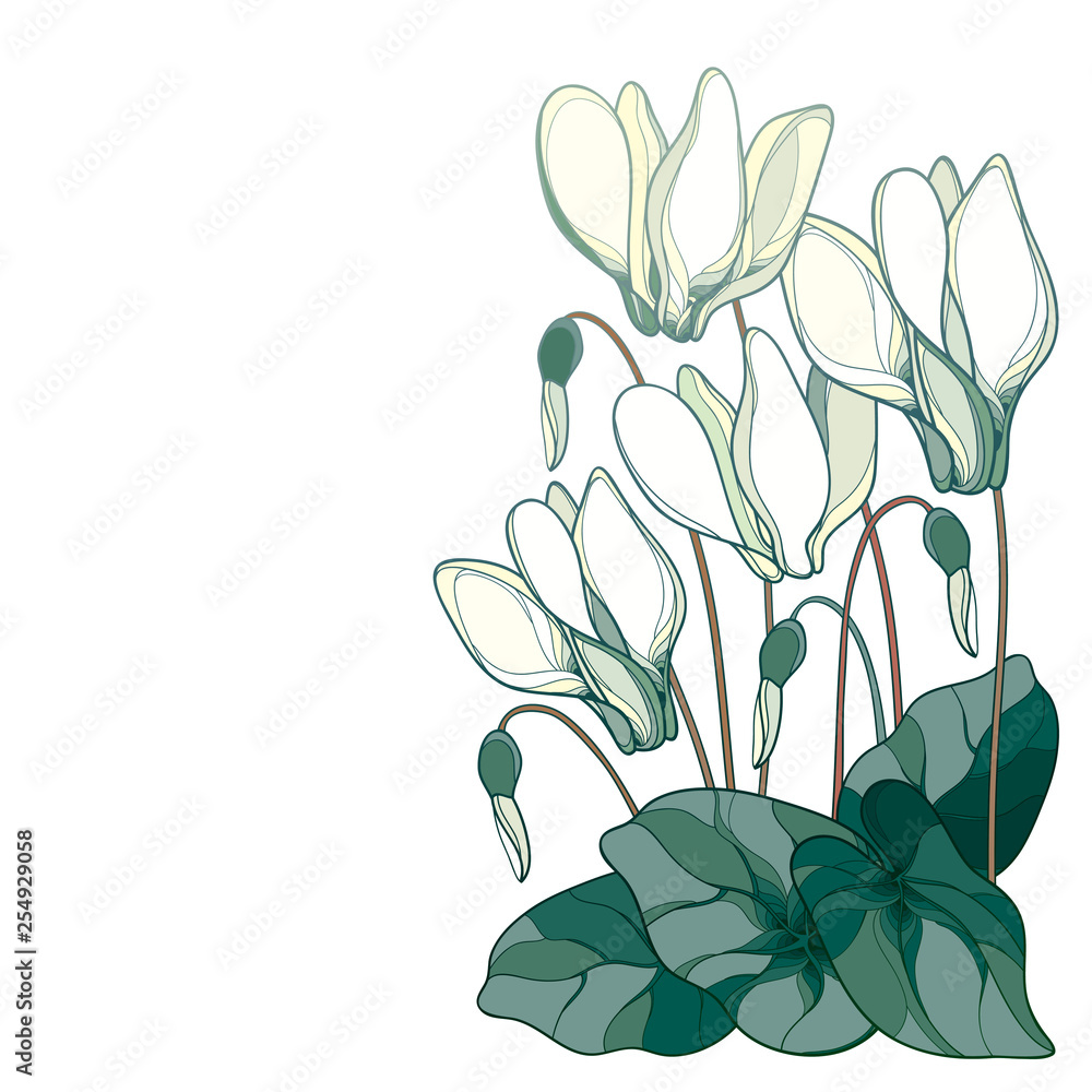 Corner bouquet with outline pastel white Cyclamen or Alpine violet bunch, bud and leaf isolated on white background.
