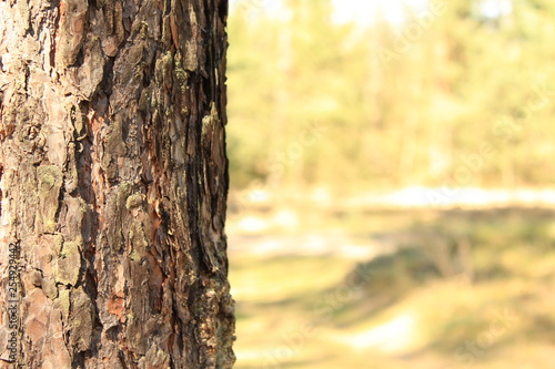 Fototapeta Naklejka Na Ścianę i Meble -  Drzewo