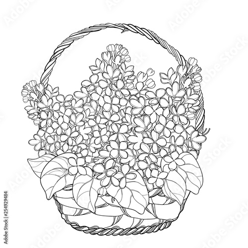 Wicker basket with bouquet of outline Lilac or Syringa flower, bud and ornate leaf in black isolated on white background. 
