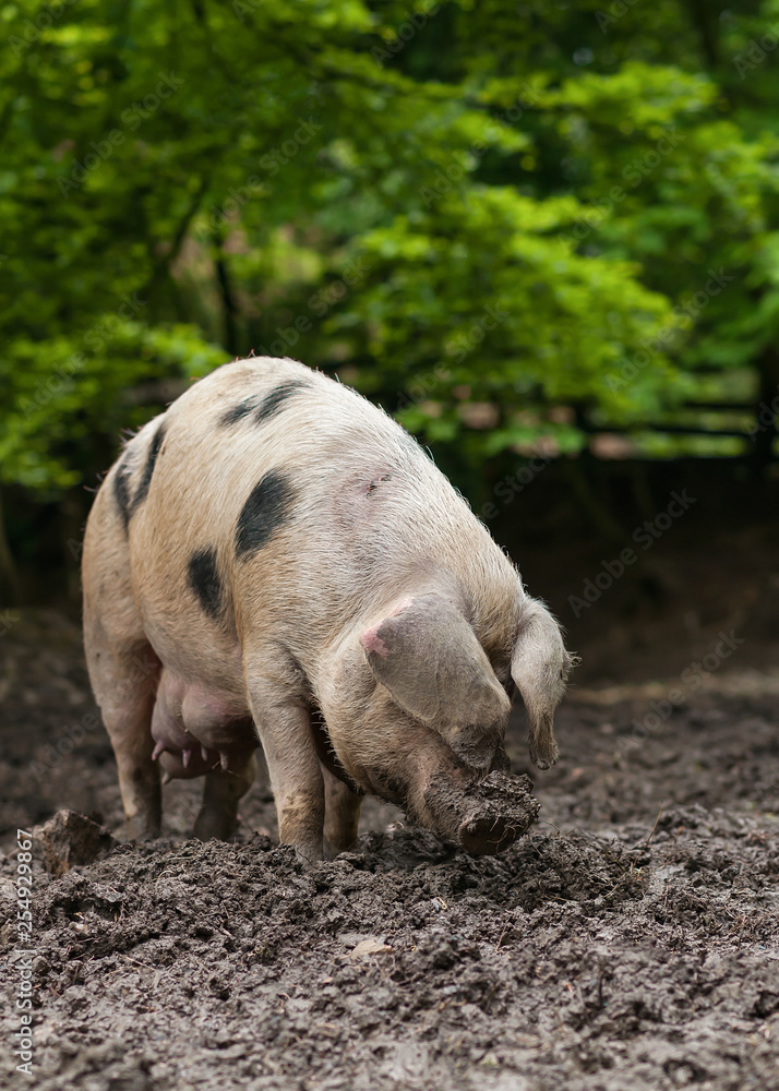 Big spotted domestic pig with black spots graze in the mud on animal farm. Big spotted domestic pig with black spots graze in the mud on animal farm.