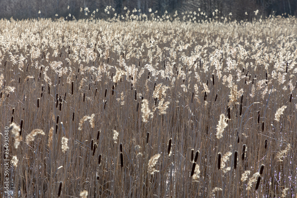 Naklejka premium Reeds in winter